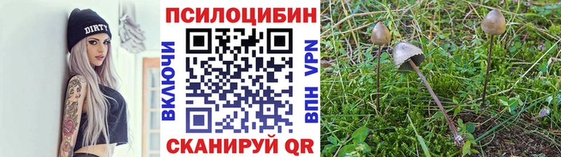 Псилоцибиновые грибы Cubensis  Новохопёрск 